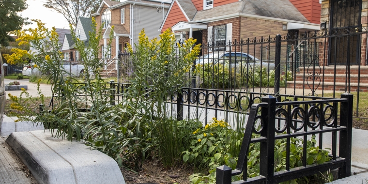 A small garden with tall yellow flowers and green plants is bordered by a black metal fence along the sidewalk in front of brick houses in a residential neighborhood.